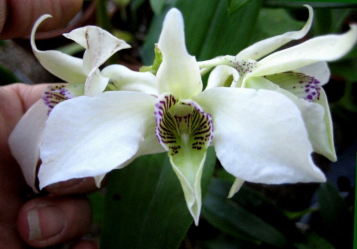 The Angel Orchids HubPages