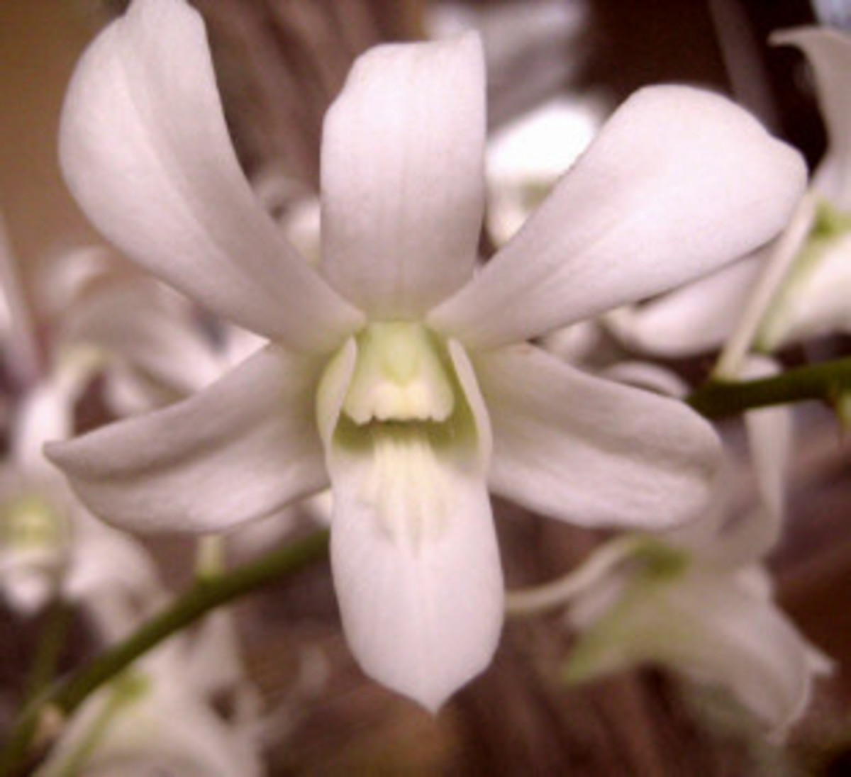 The Angel Orchids HubPages
