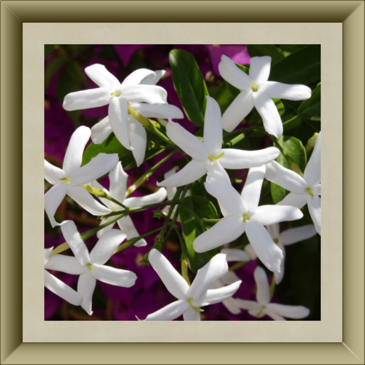 50 Delightful Edible Flowers HubPages