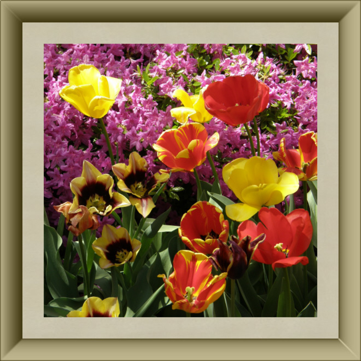 50 Delightful Edible Flowers HubPages