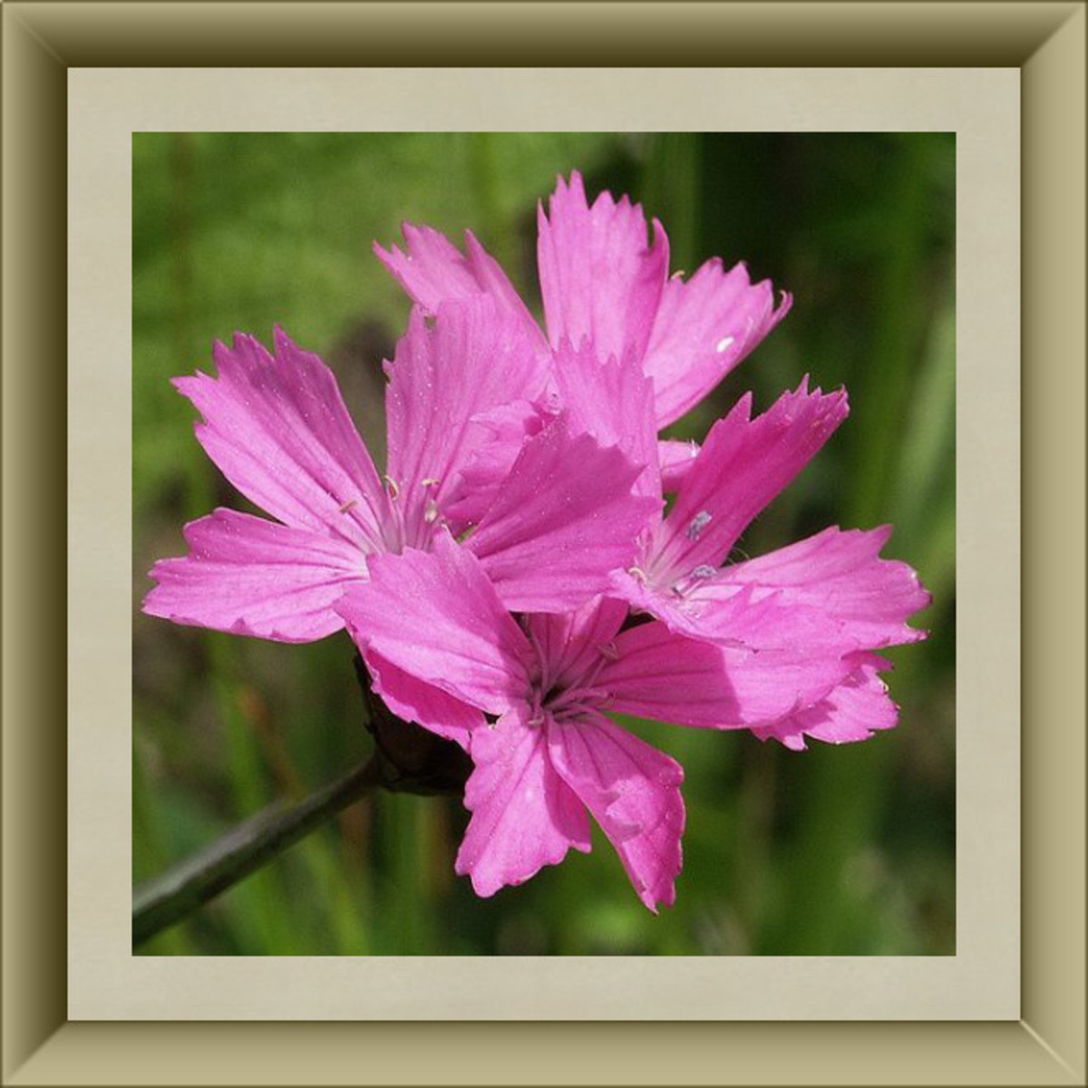 50 Delightful Edible Flowers HubPages