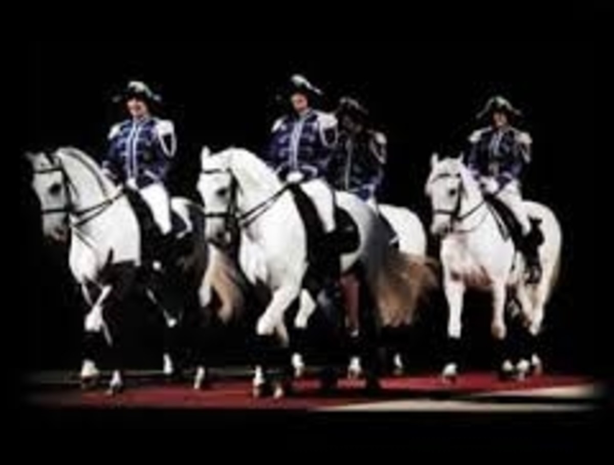 The Dancing Horses of Vienna and Facts About Lipizzaners HubPages