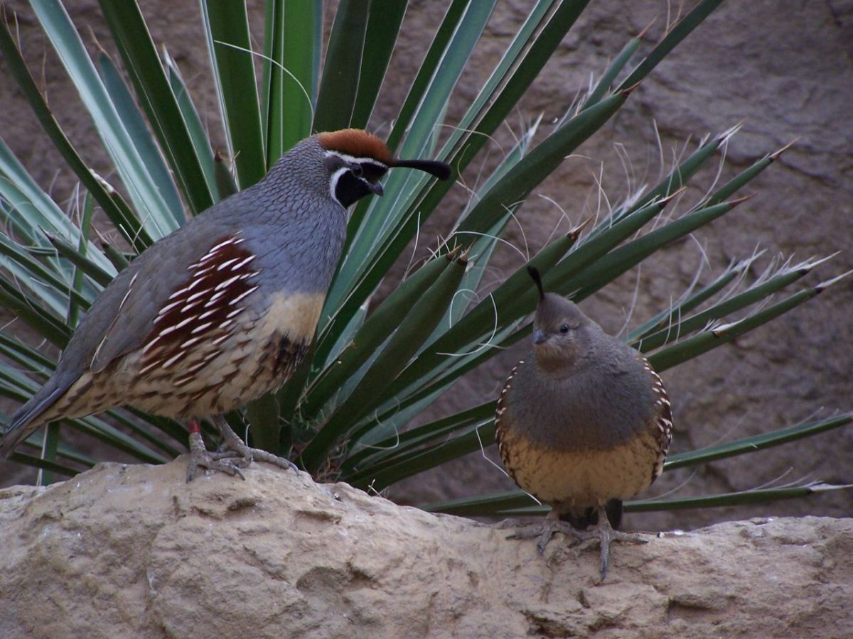 Learn About the Gambel's Quail HubPages