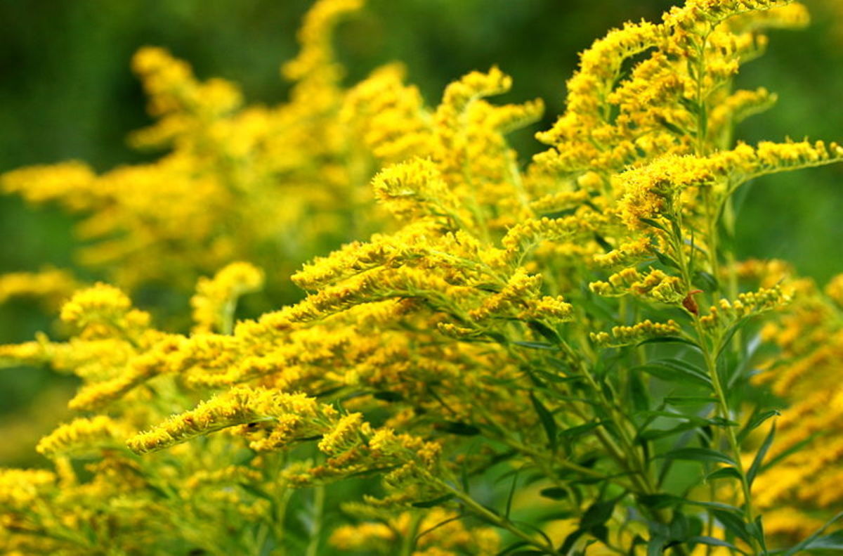 How to Grow Goldenrod for Fall Color Dengarden