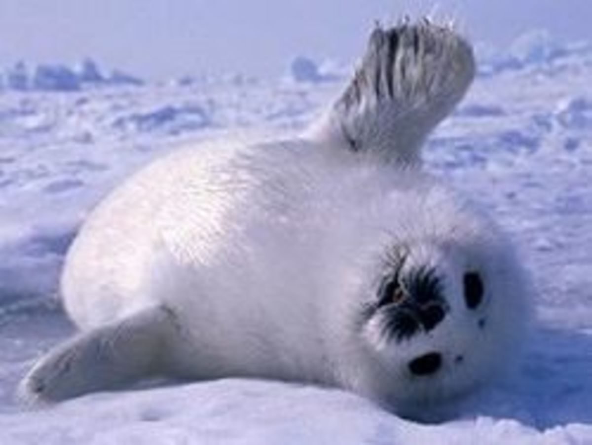 Save Baby Seals HubPages
