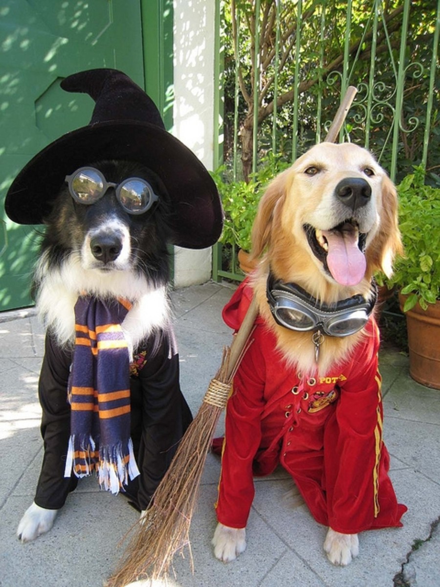 Halloween Fancy Dress for Dogs Homemade & DIY Costume Ideas ★ hubpages