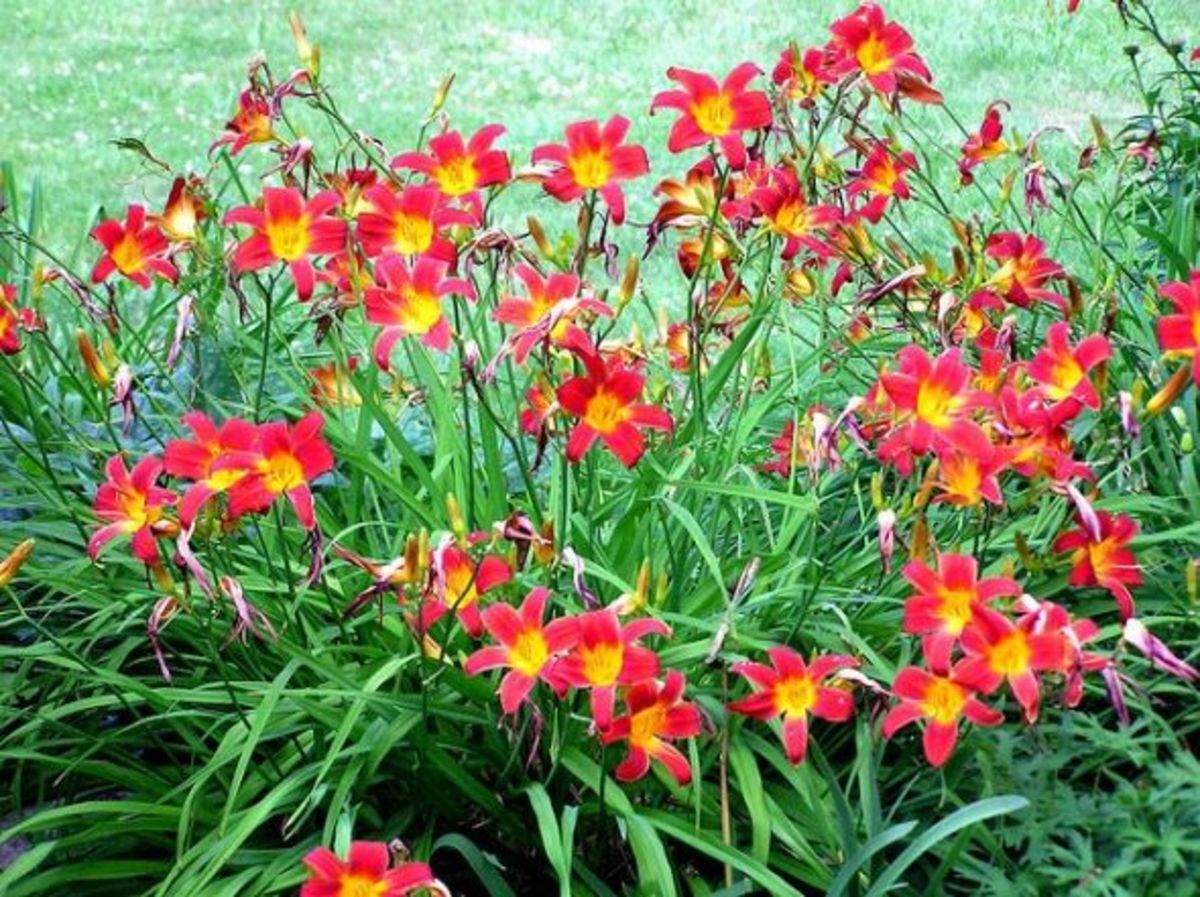 10 Best Perennial Plants for Anyone's Garden Dengarden