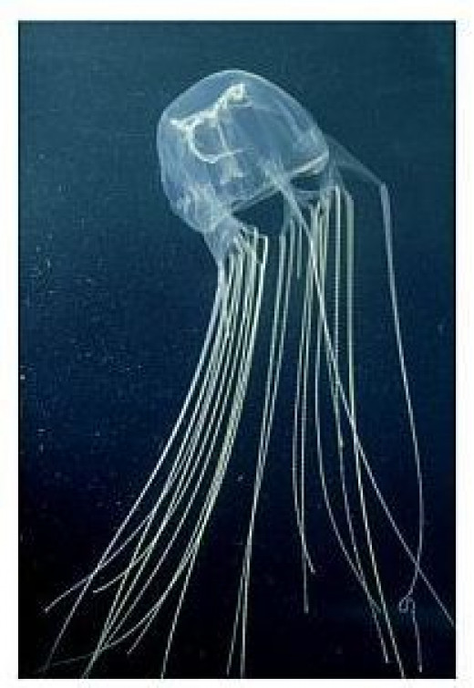 Dangerous and Deadly Jellyfish of Australia HubPages