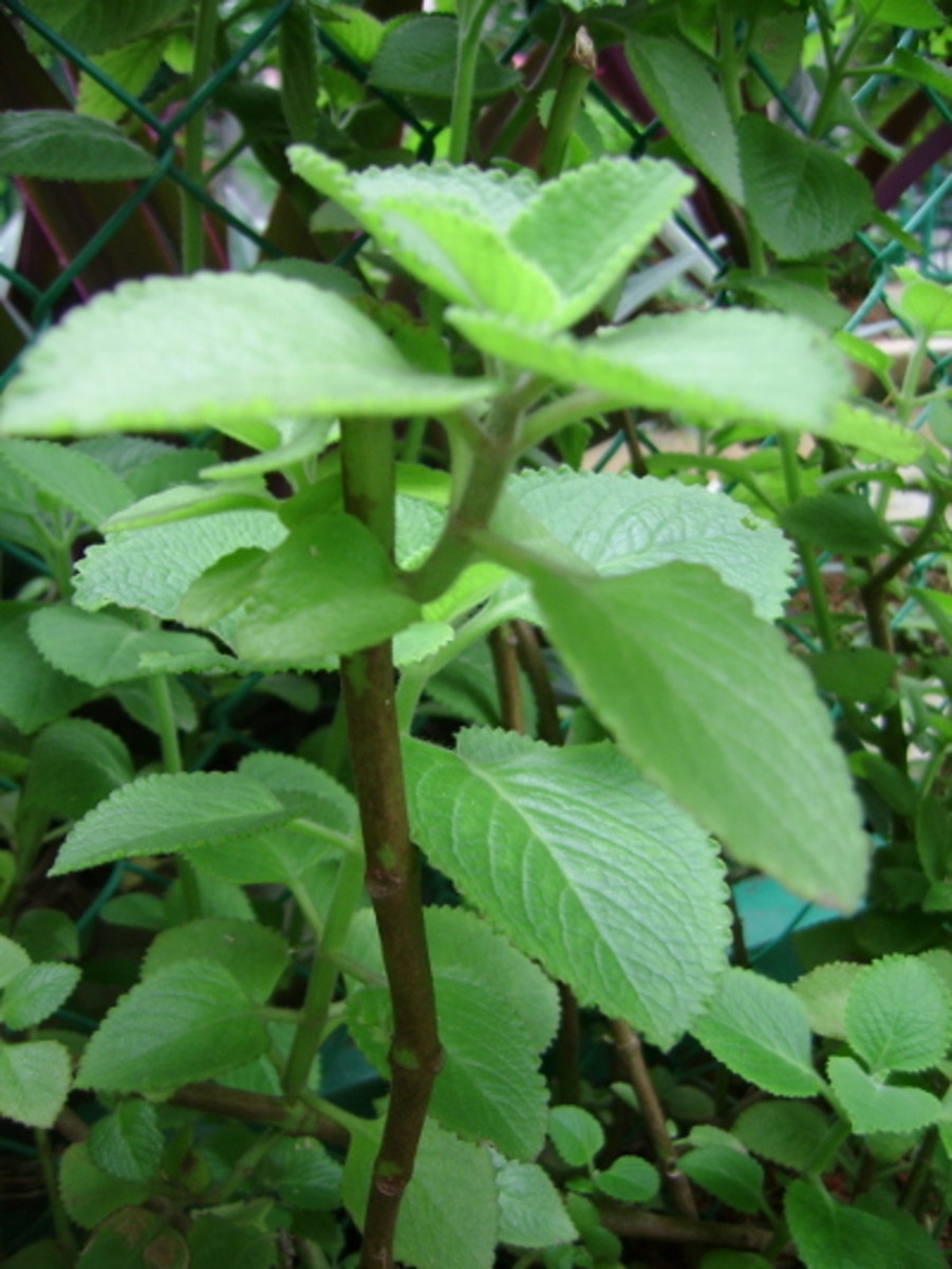 Indian borage Effective cough remedy from your herb garden RemedyGrove