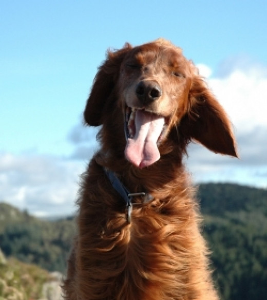 Canine Vestibular Syndrome Vertigo in Dogs hubpages