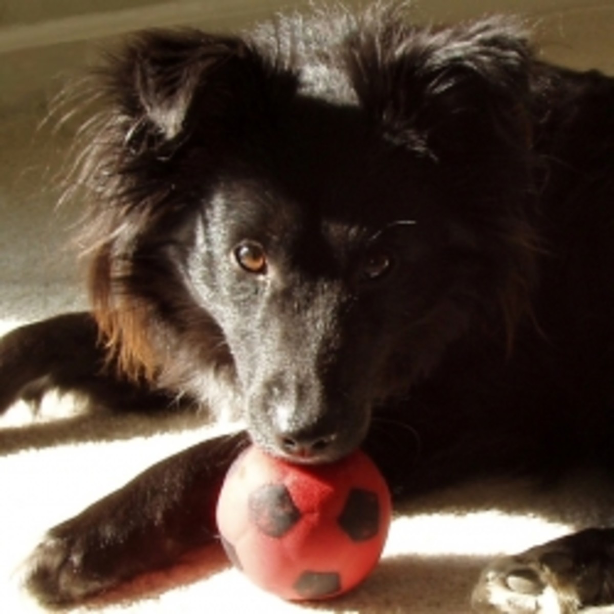 The Coolest Dog Toys on the PetHelpful