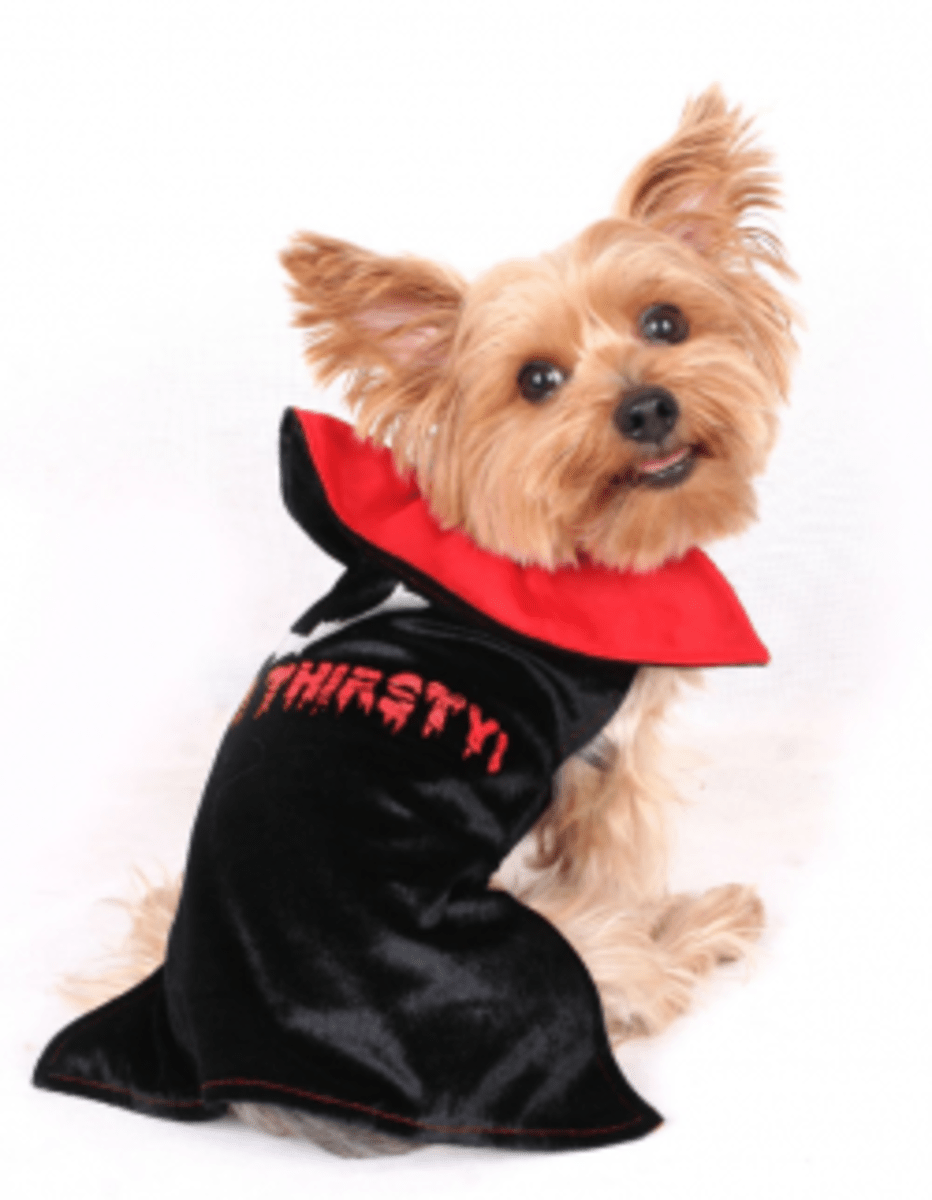 Halloween Costumes for Yorkies