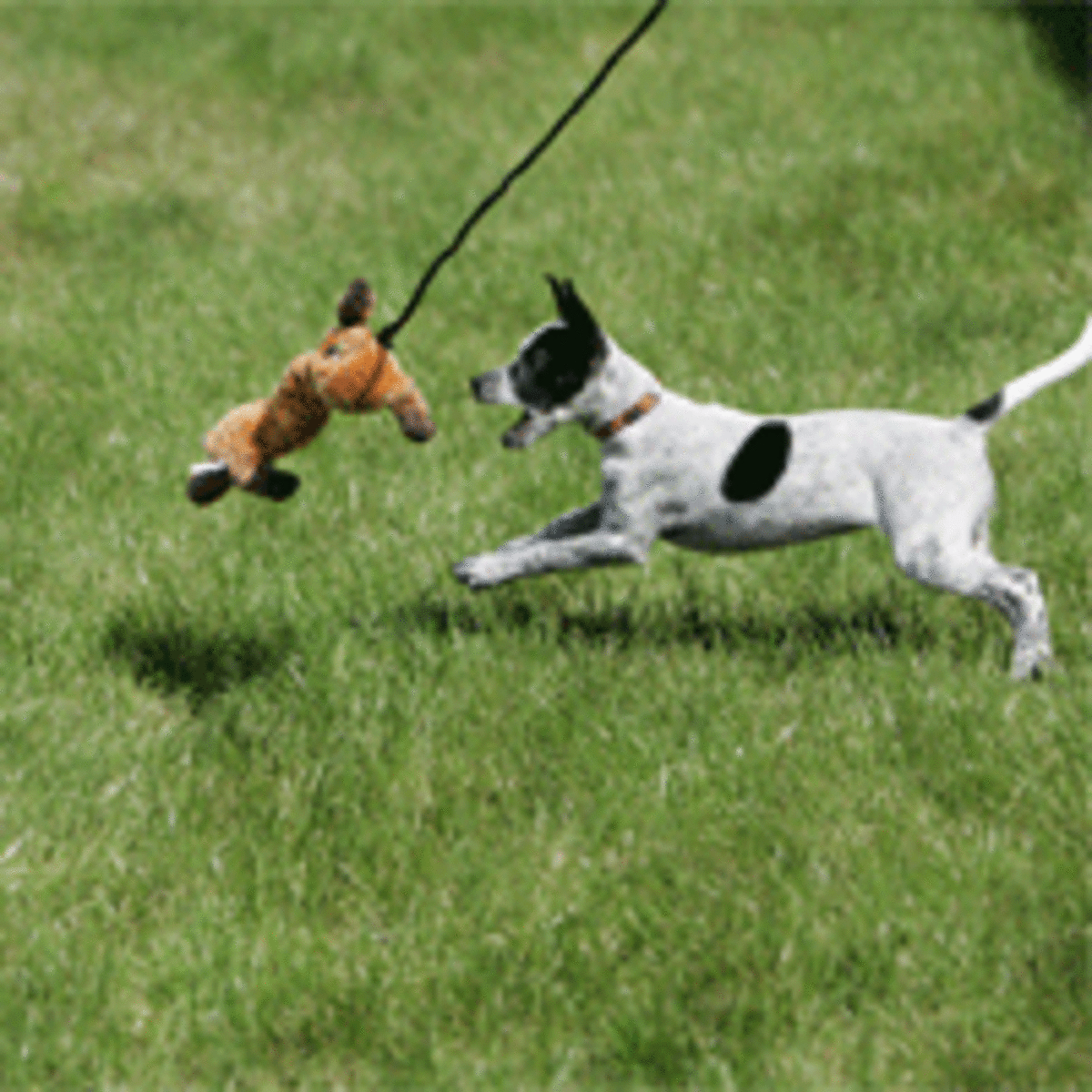 The Coolest Dog Toys on the PetHelpful