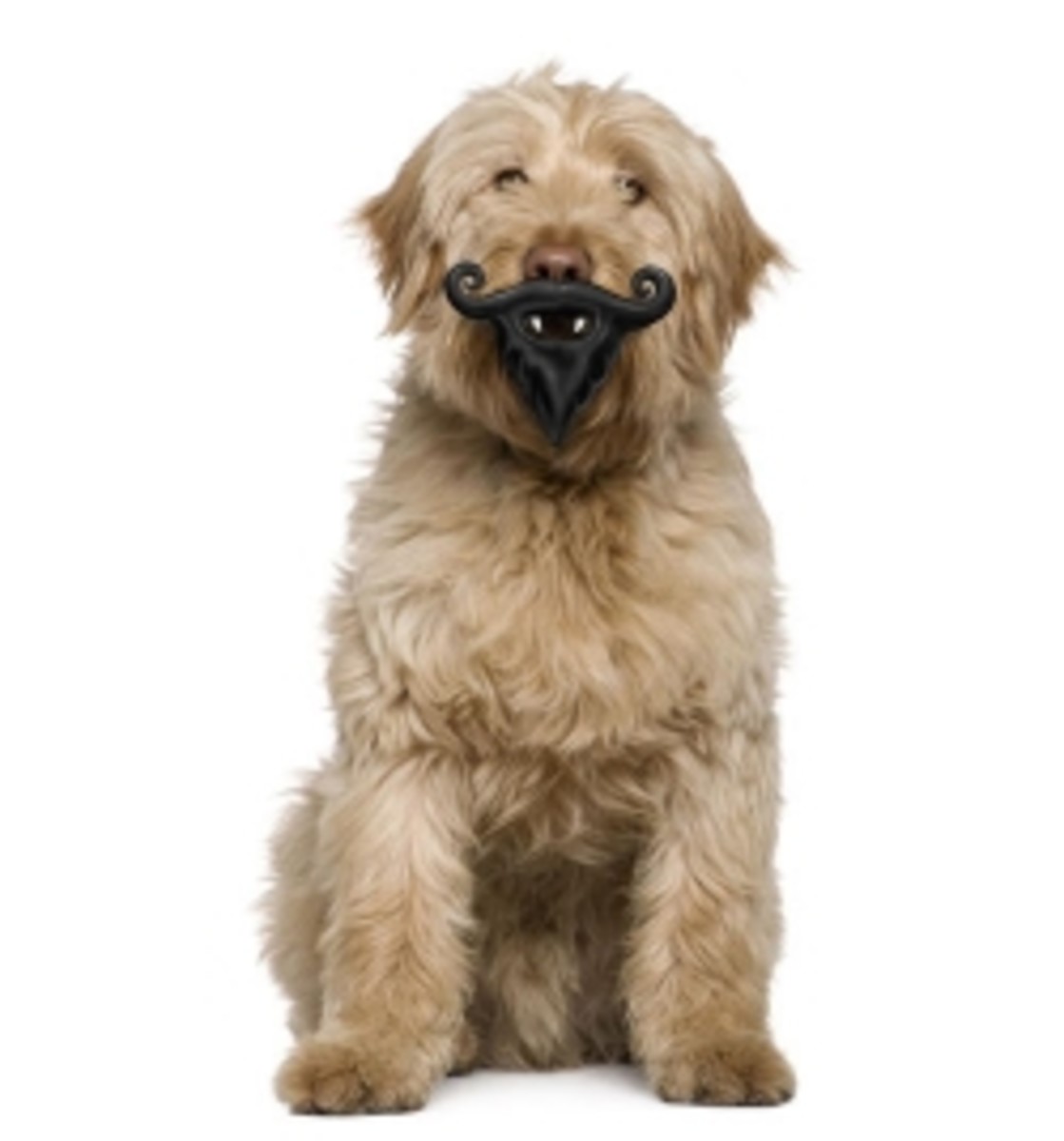 The Coolest Dog Toys on the PetHelpful