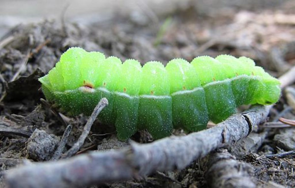 How to Raise a Caterpillar Into a Butterfly or Moth hubpages