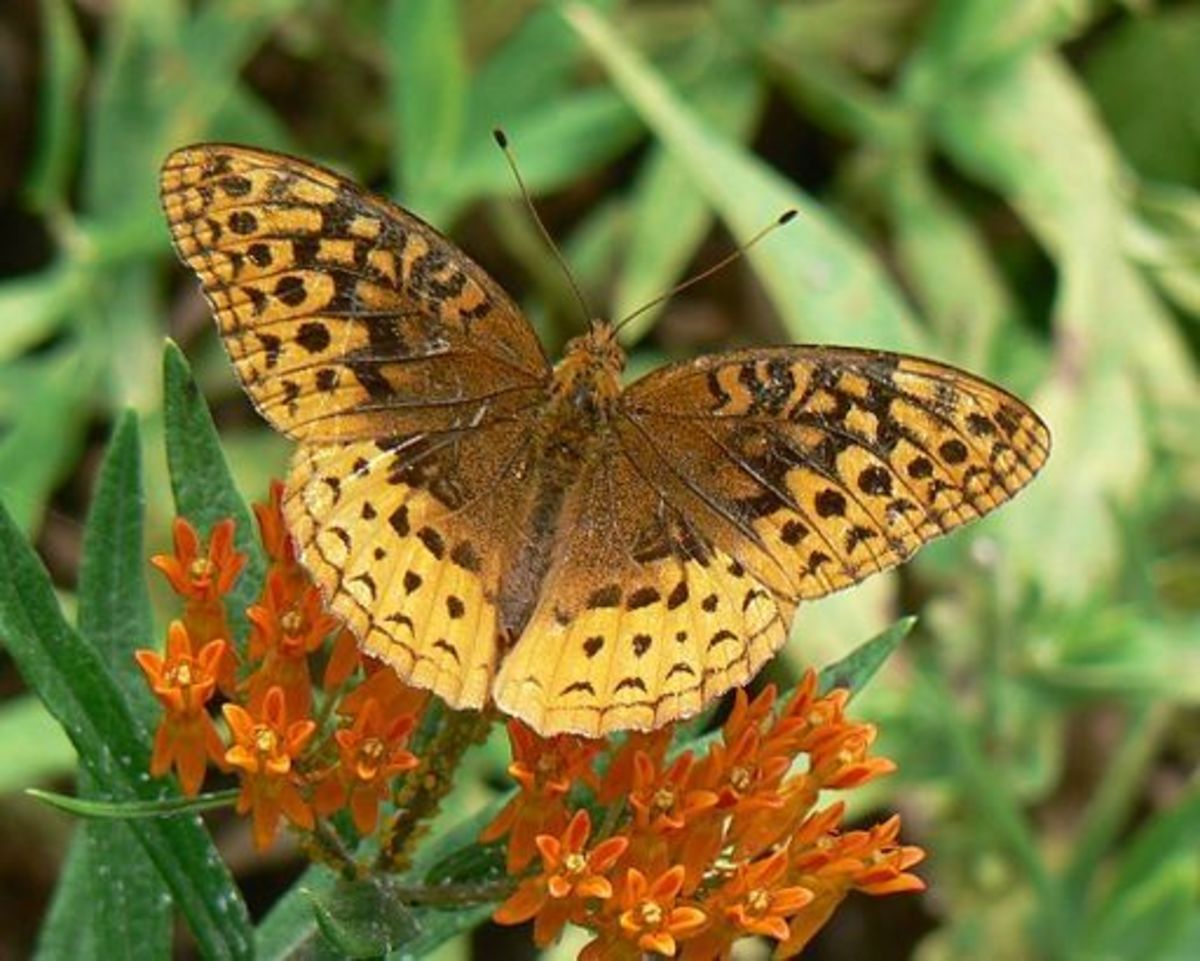Butterfly Identification And Guide HubPages