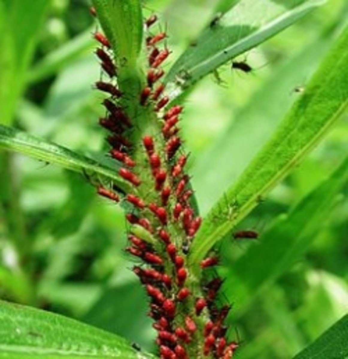 Aphids on Plants HubPages