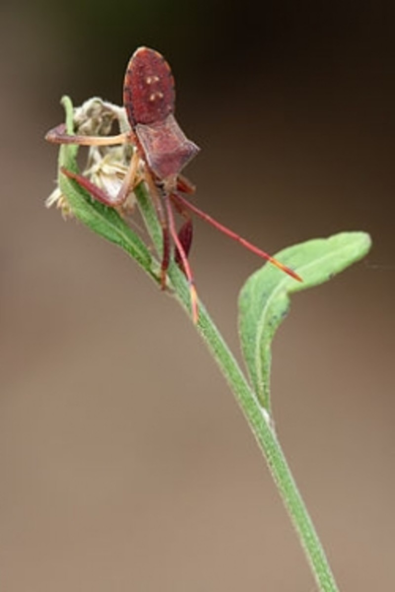 Squash Bugs Identification and Control HubPages