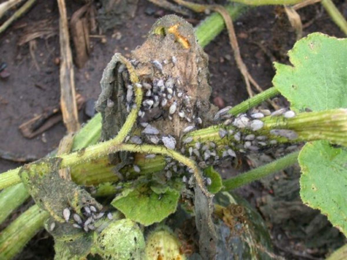 Squash Bugs Identification and Control HubPages