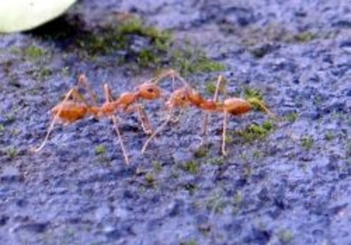 RIFA and Other Fire Ants | HubPages