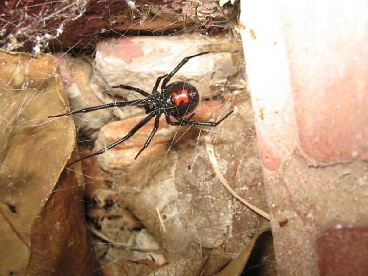 Black Widow Identification Where Do Black Widows Live? HubPages
