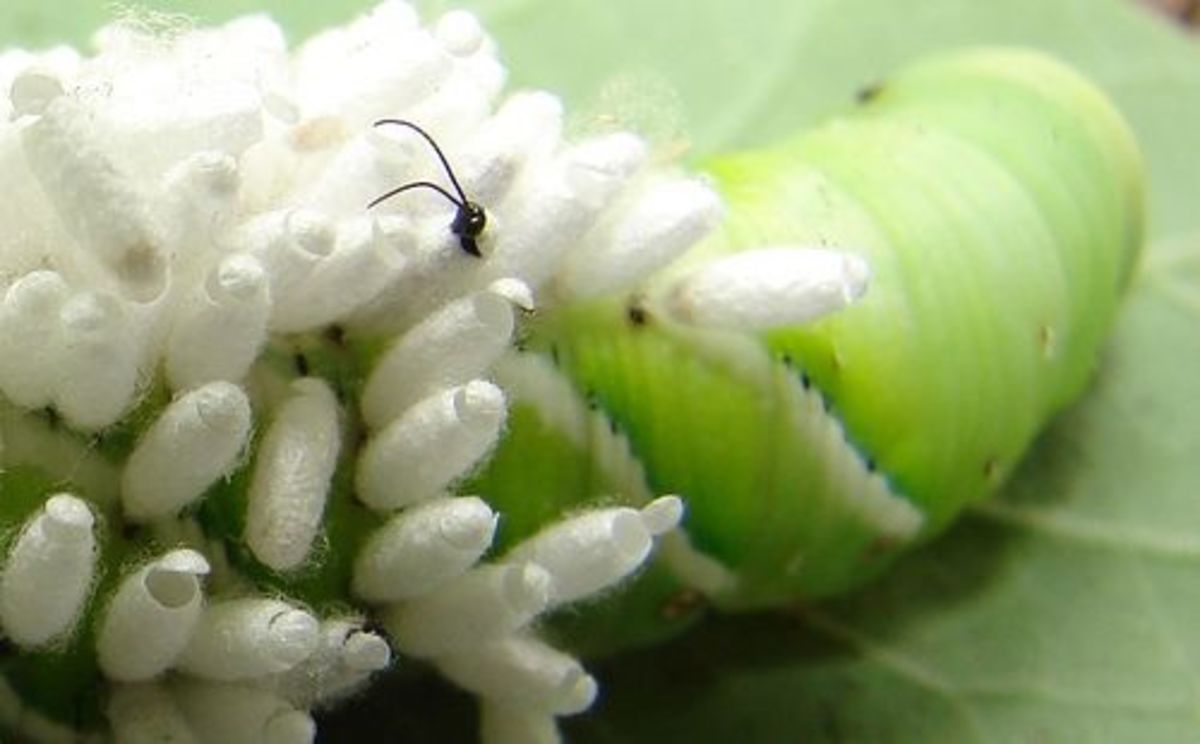 How to Kill Caterpillars Eating Your Tomatoes HubPages