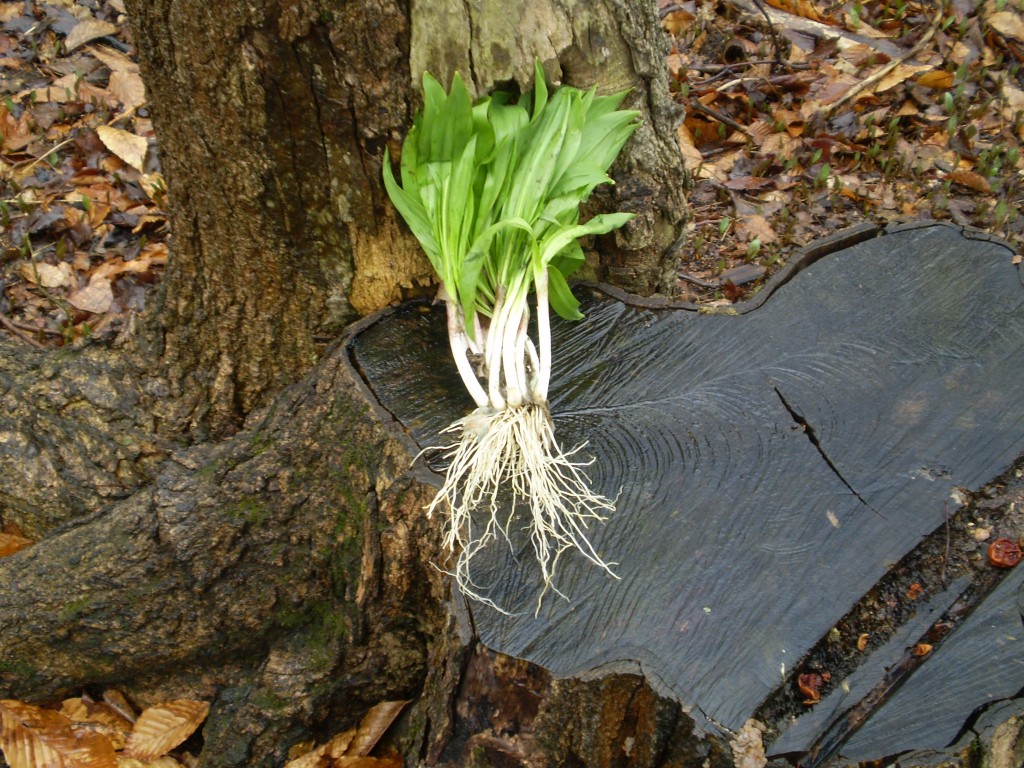 Wild Leeks A Woodland Herb and Good Food HubPages