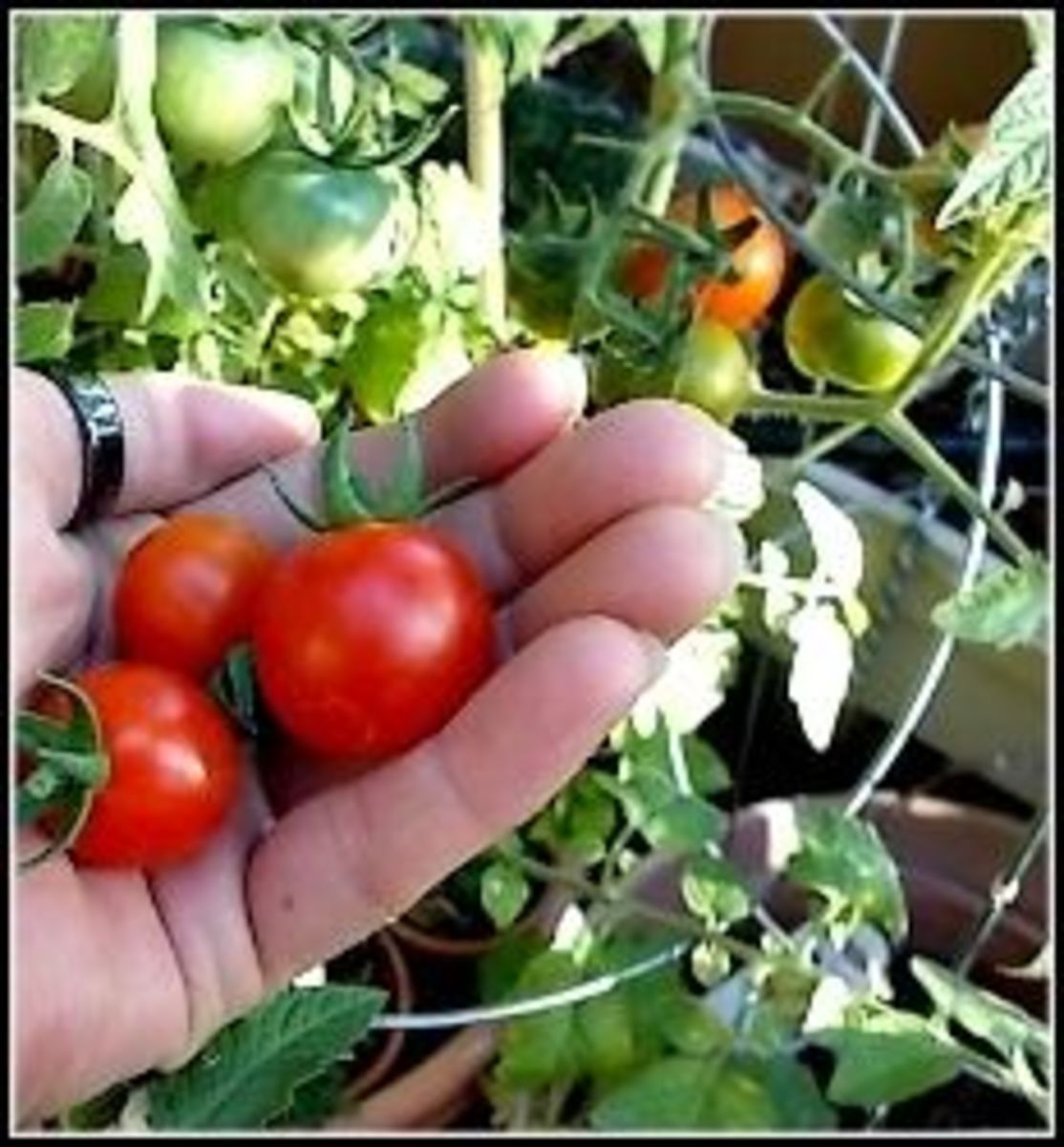 How To Grow Cherry Tomatoes In Desert Climates HubPages