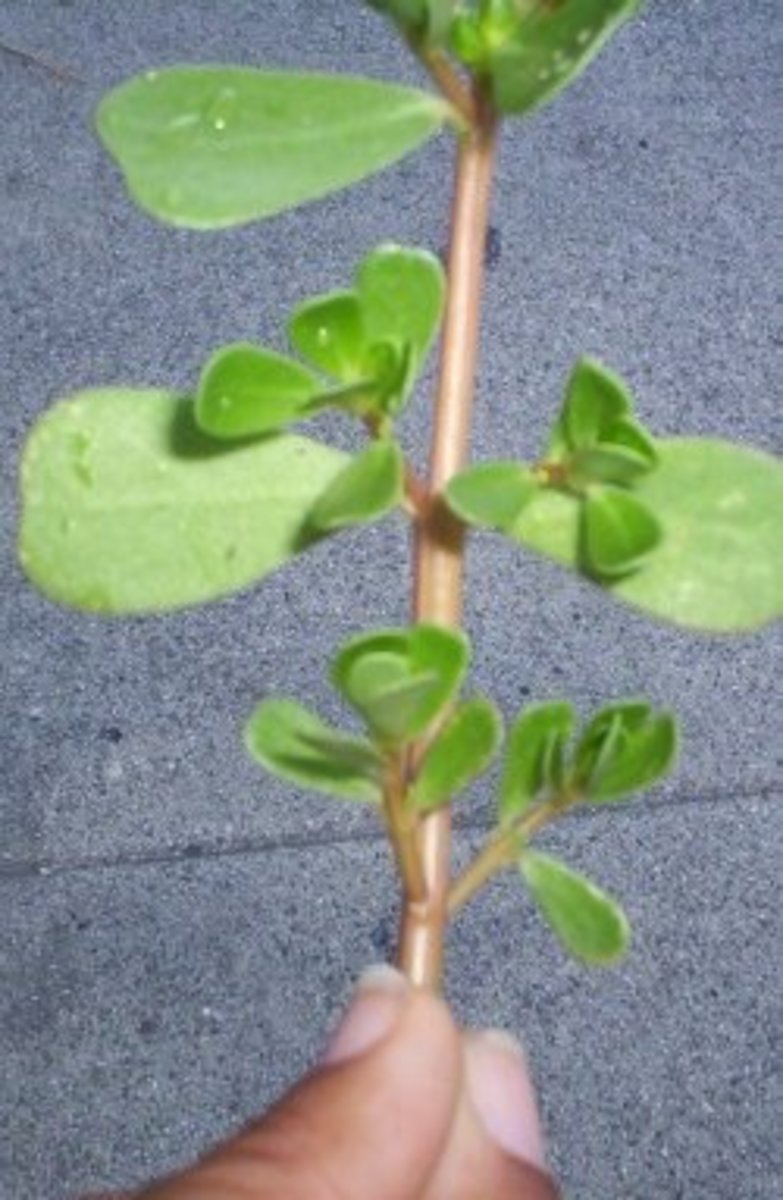 How to Identify Purslane A Nutritious and Edible Weed Dengarden