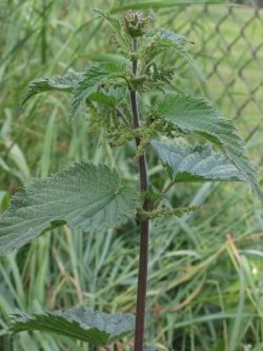 Stinging nettle A nutritious edible weed
