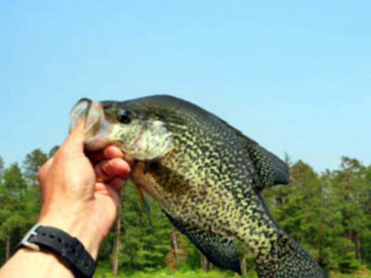Seven Best Lakes in Texas for Crappie Fishing and a Few Tips SkyAboveUs