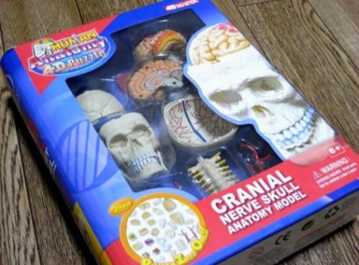 Anatomy Jane and Other Anatomy Models