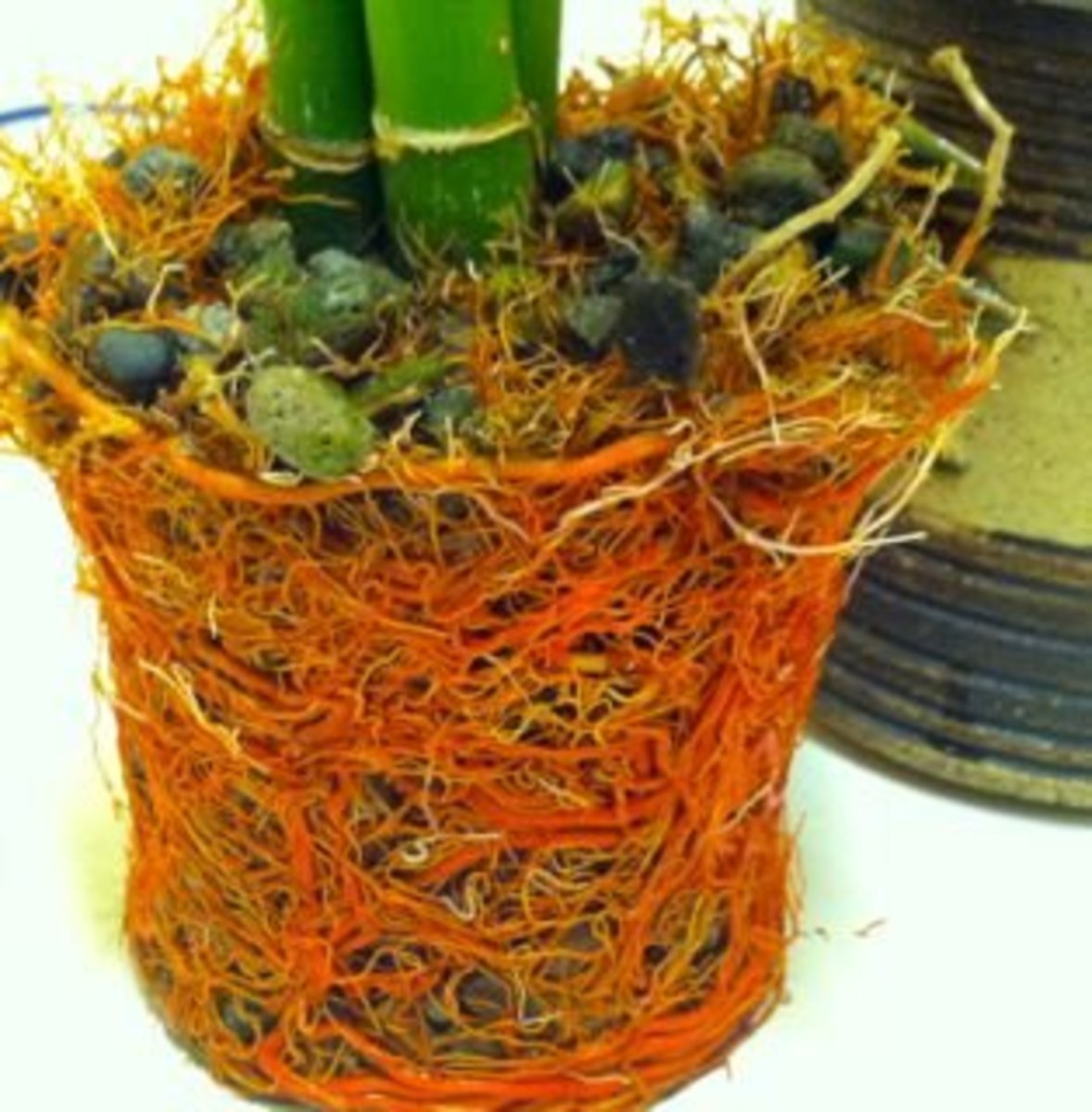 When & How to Repot a Lucky Bamboo