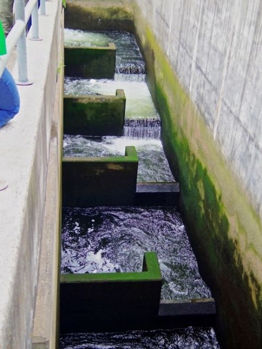 The Fish Ladder is The Jewel of Seattle's Ballard Locks HubPages