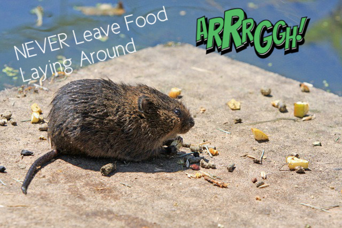 How to Get Rid of Rats With Homemade Poison Dengarden