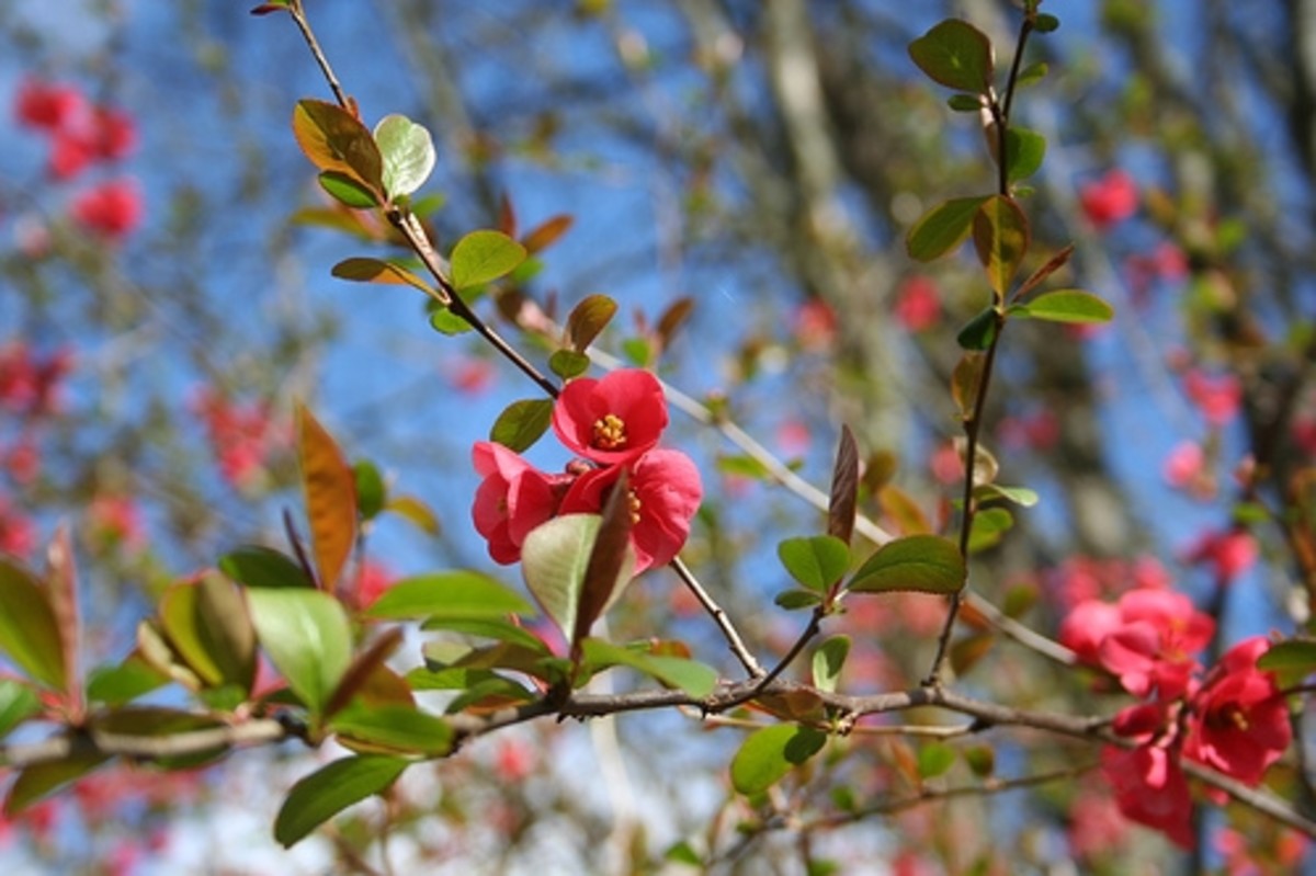 Forcing Twigs & Stems to Bloom In Winter