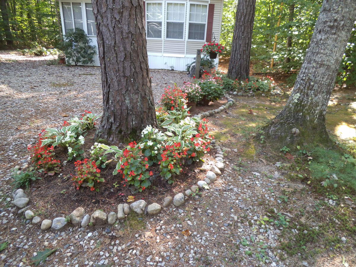 Best Plants for a Wooded Shade Garden