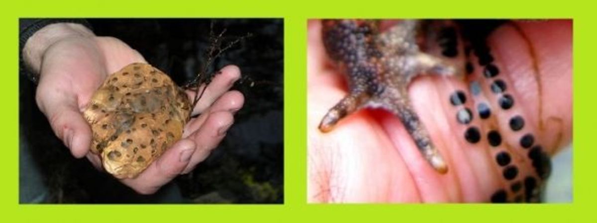 Frog Eggs HubPages