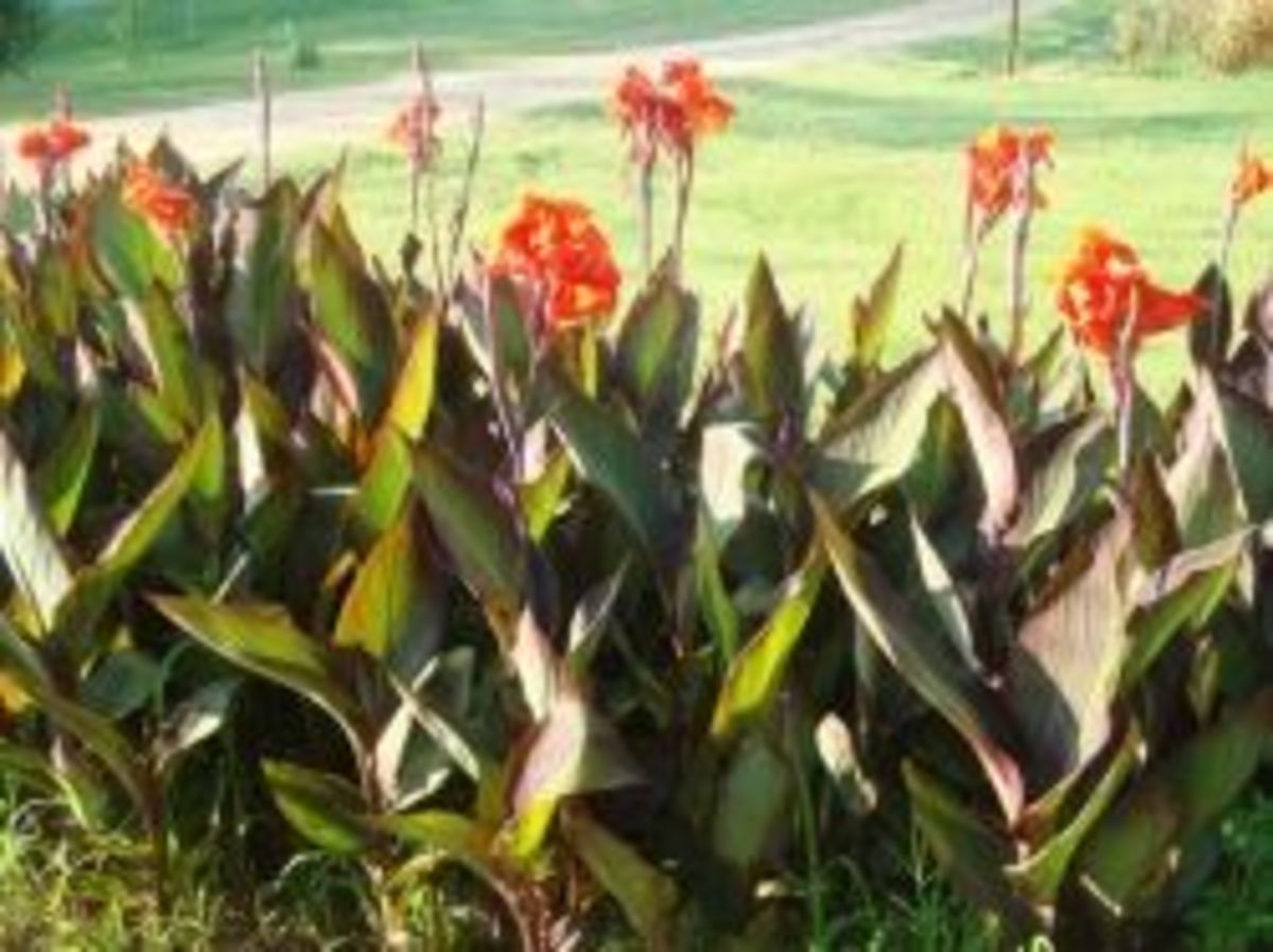 How to Grow Canna Lilies from Seed HubPages