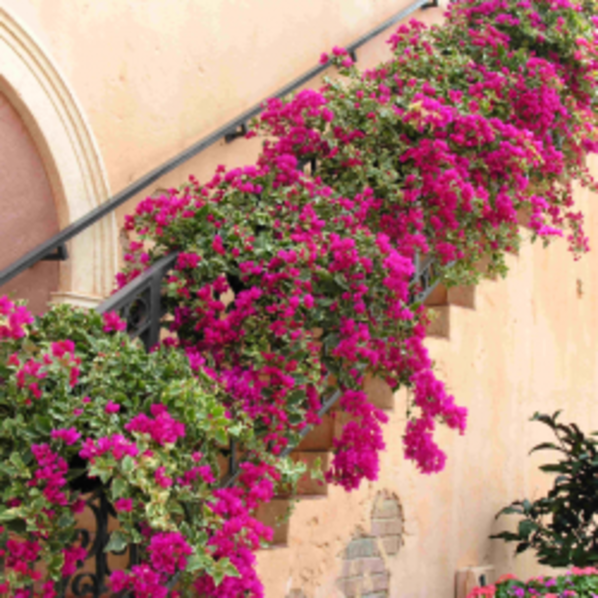How to Grow Bougainvilleas HubPages