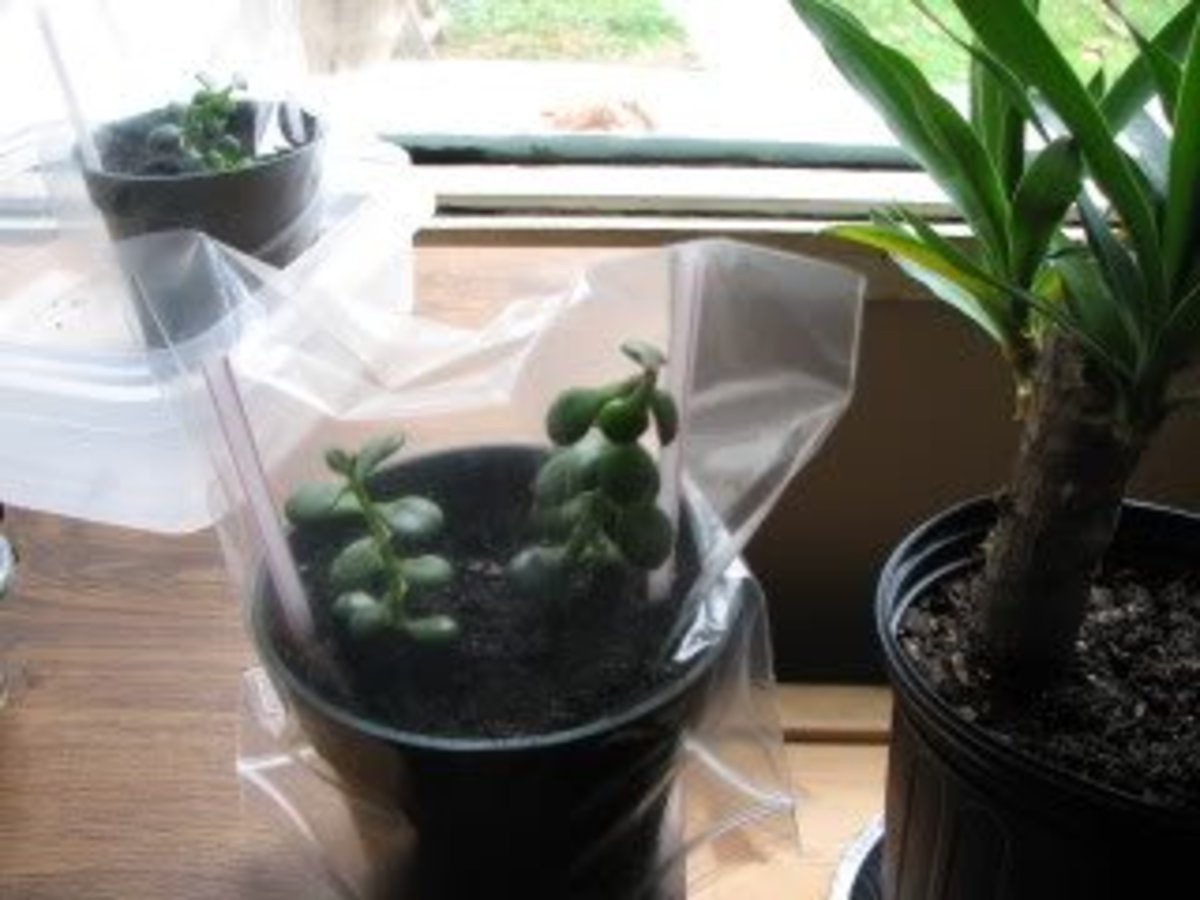 Jade Plant Care and Propagation Dengarden