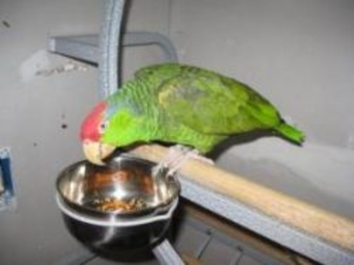 Amazons vs. African Grey Parrots PetHelpful