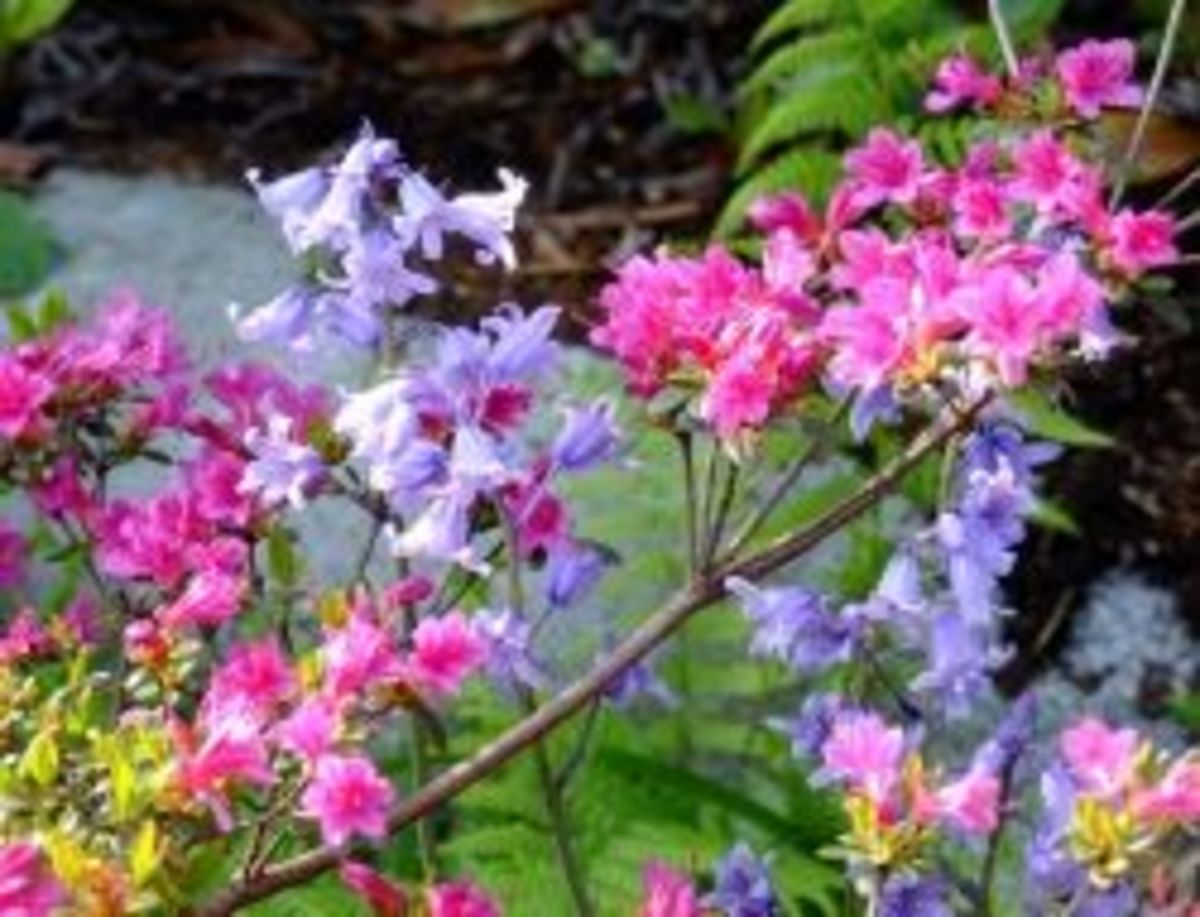 The 10 Best Plants for Your Pacific Northwest Garden hubpages