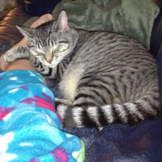 Names For A Pet Cat HubPages