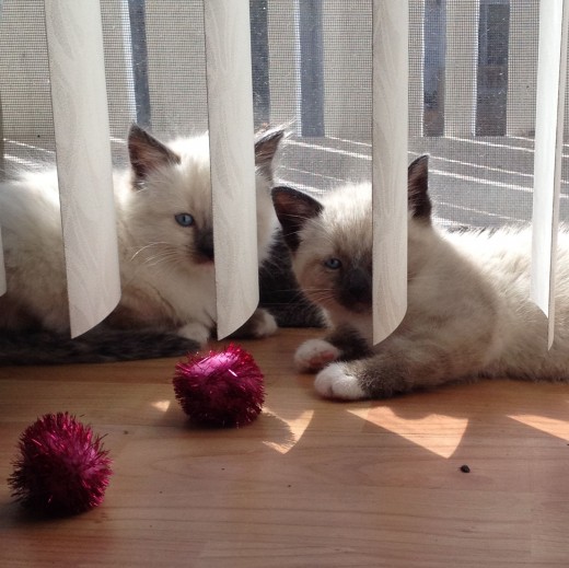 Names For A Pet Cat HubPages