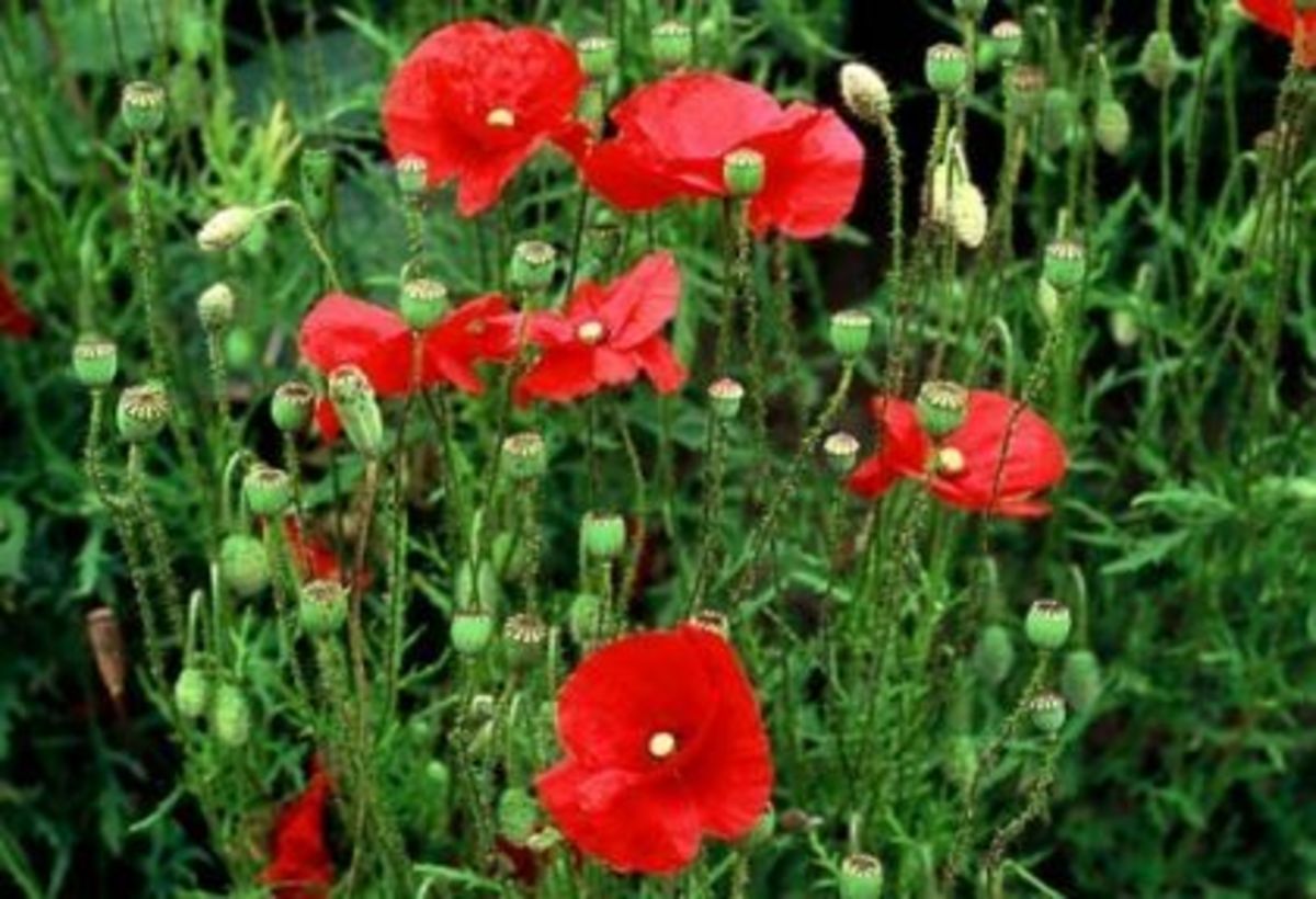 Wild Flowers of Ireland HubPages