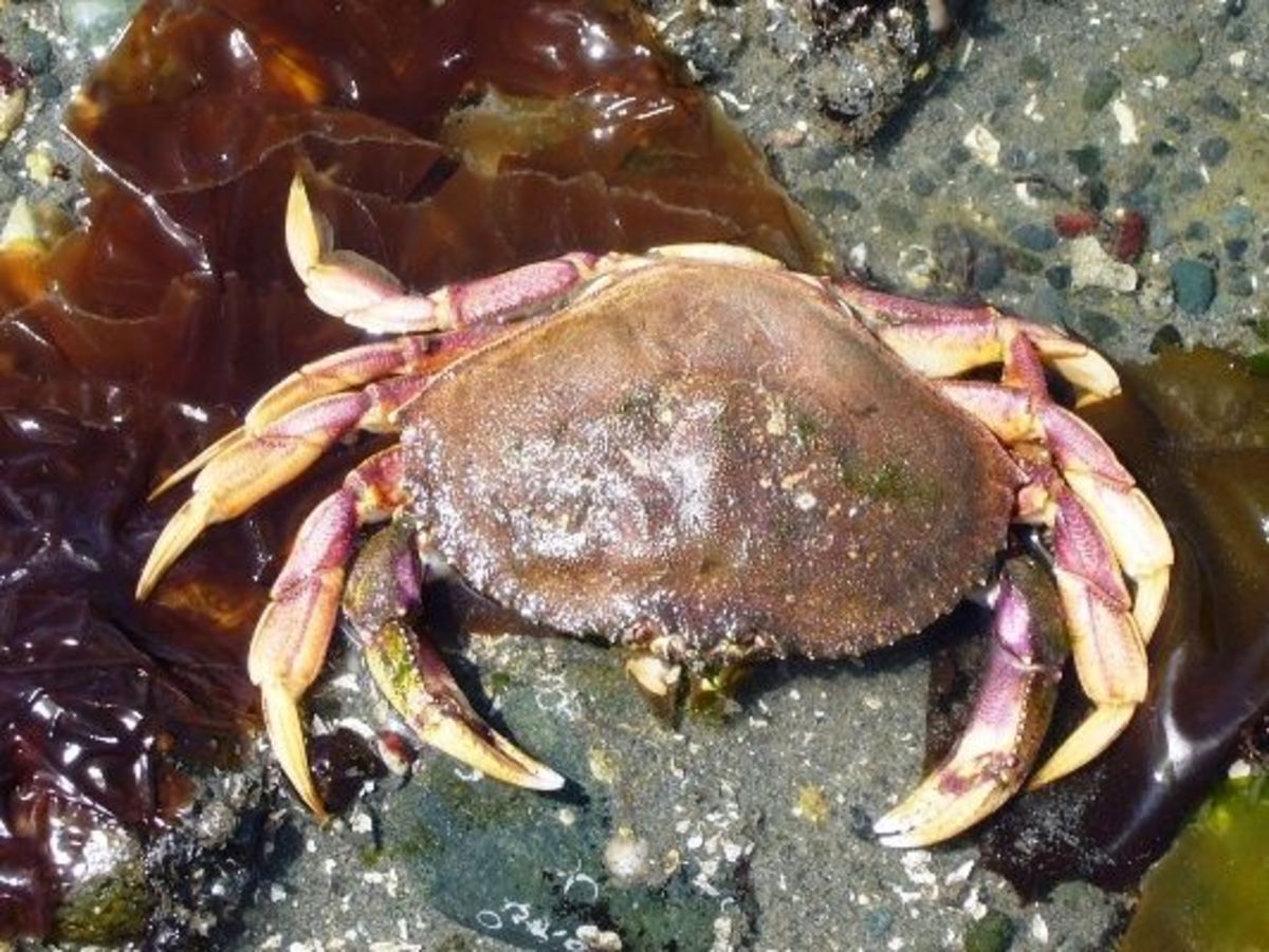 An Escape to Edmonds Washington