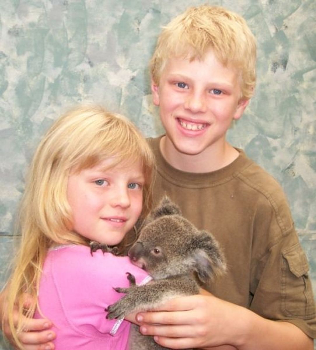 Koala Bears Facts hubpages