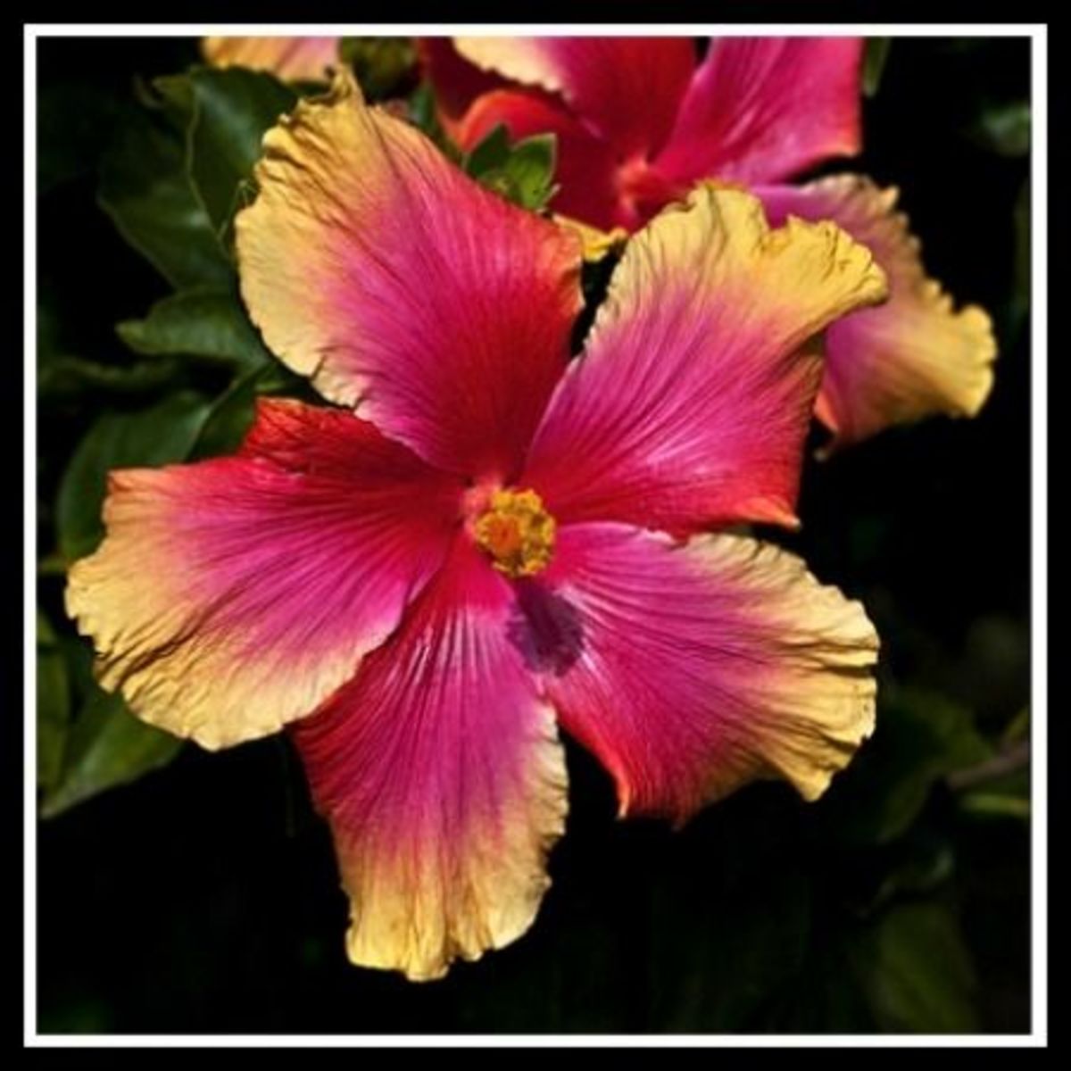 Flowers and Plants of Hawaii HubPages