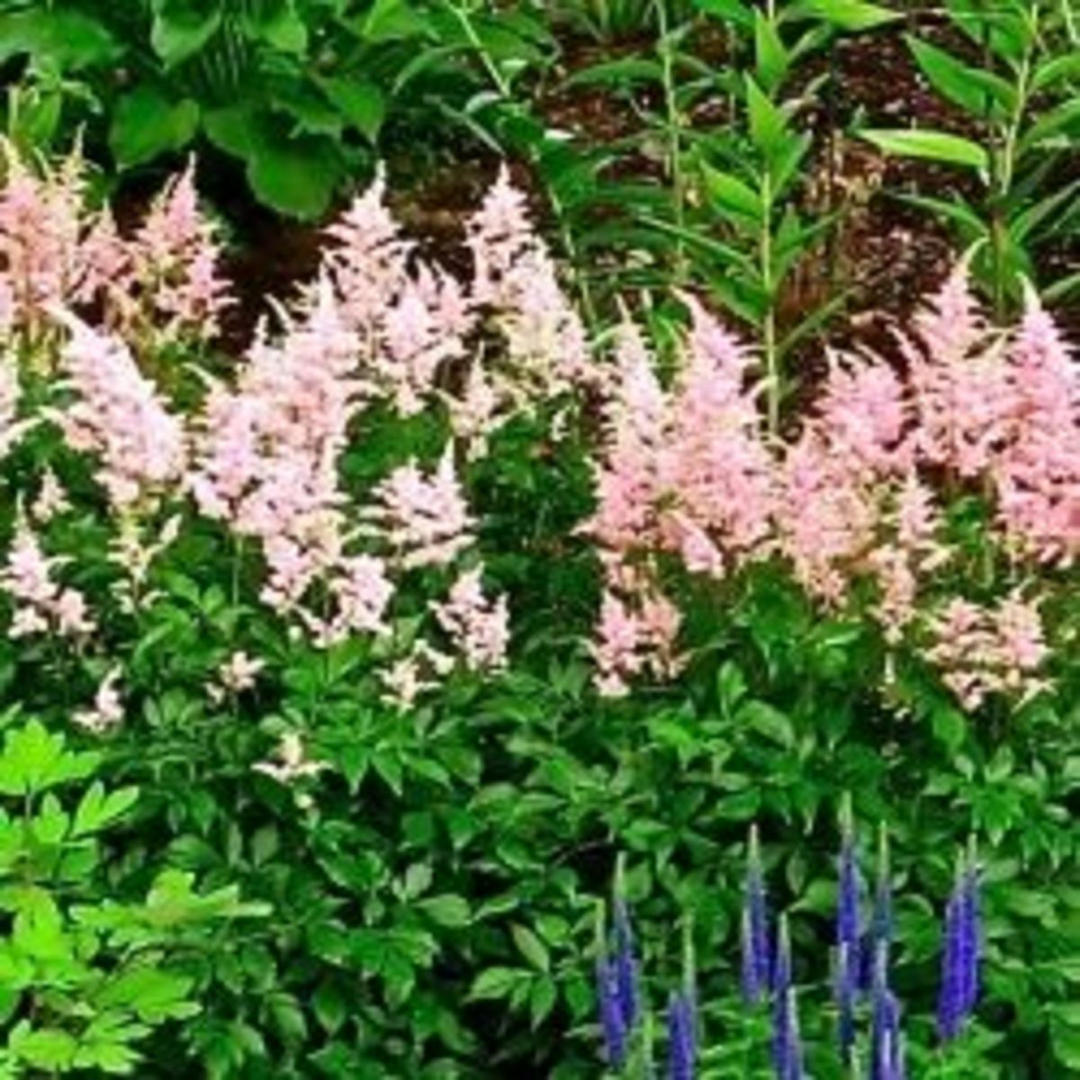 10 Awesome Easy Care Perennial Plants HubPages